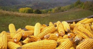Преполовен родот на пченка во Србија