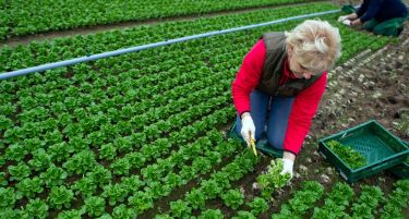 Германија и Франција бараат да не се менува европскиот земјоделски буџет