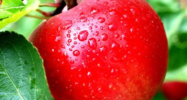 Тотал Логистик откупува 15% од ресенските јаболка