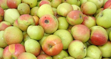 Украдени скоро 27 тони јаболка од магацин во Ресен