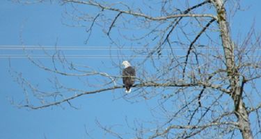 Со гнезда за орлите, МЕПСО ќе спречува дефекти во мрежата