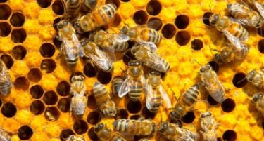 Се зголемува бројот на пчелни семејства