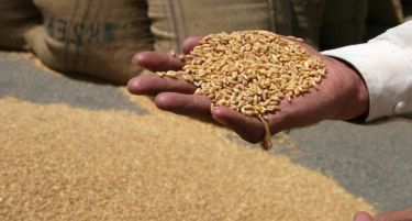 Земјоделците се незадоволни од откупната цена на пченицата