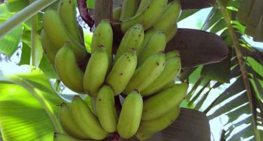 Крај на војната со банани