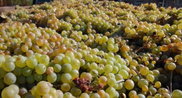 Гроздобер во Кавадарци, извезени се 6 илјади тони грозје