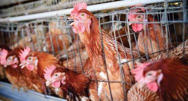 Забранет увоз на пилешко од Бугарија поради птичји грип