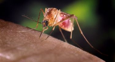 Почина скопјанец кој се заразил со маларија