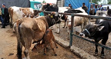 Голем пад на бројот на говеда, свињи и кози во фармите