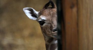 Кризата во удри по животните, глад во Зоолошката градина во Неапол