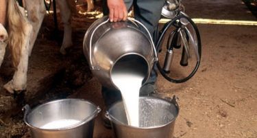 Афлатоксин откриен и во млеко во Холандија