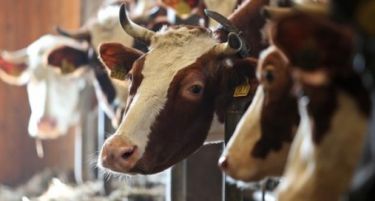 Српската Влада со пченка од стоковите резерви ќе им помага на фармерите