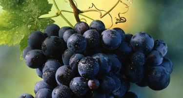Русите го сакаат македонското грозје-извозот зголемен четирикратно