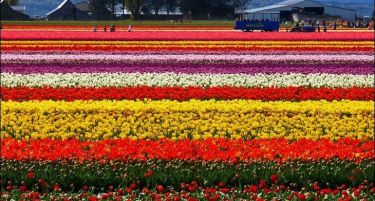 Погледнете каде најсреќно се живее