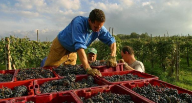 Коњановски: Ако не го исплати грозјето, Винеа ќе биде избришана од винарскиот регистар