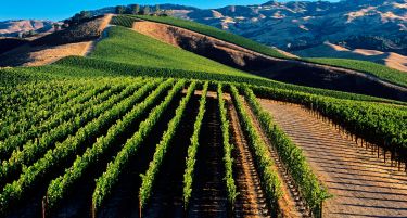 Повеќе од половина овошки и лозја во кавадаречко се уништени