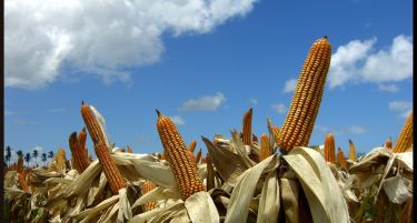 Над 10.000 тони отровна пченка од Србија откриена во Германија