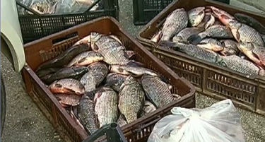 Инспекторите во Струмица, запленети 200 килограми свежа риба