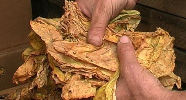 Загрижувачки сознанија на Царина за квалитетот на режаниот тутун на пазарите: Граѓаните се „трујат“