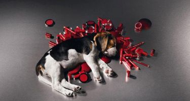 Нема веќе тестирање козметички производи врз животни во ЕУ