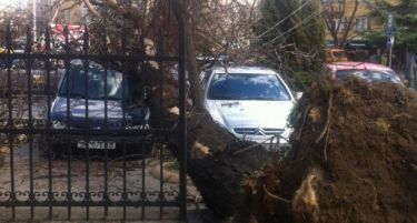 ФОТО: Падна дрво кај Идадија, оштети неколку автомобили