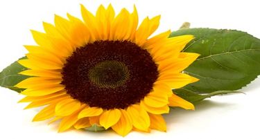 Украина извезува најмногу масло во светот