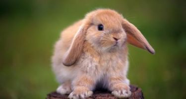 Кипар-опитно зајаче за екперименти