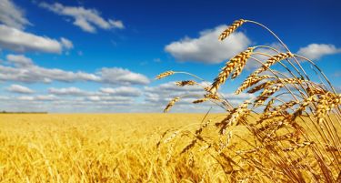 Агенцијата за храна потврди: српската пченица е со зголемено присуство на тешки метали