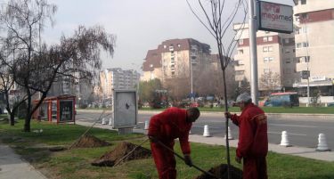 Град Скопје додели 1.500 заедници на листопадни и зимзелени дрвца