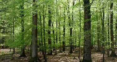 Турски експерти ќе не советуваат како се штитат шумите