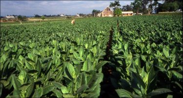 Во Прилеп издадени 11.600 бели картони за новата реколта тутун