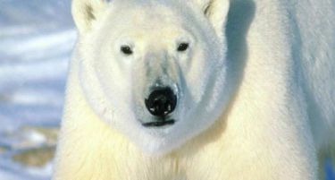 Чувар на бели мечки – хонорарна работа за голема заработка