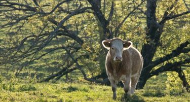 ПКБ гради уште една фарма