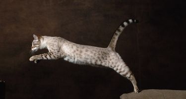 ФОТО: Најскапите мачки на светот