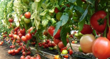 Увозот го сотре домашниот домат, земјоделците најавуваат блокади!