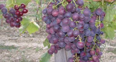 Почна да се откупува грозје од сортата „кардинал“, лозарите се задоволни од цените