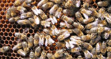 Климатските промени нема да ги уништат пчелите, но ќе ја осиромашат трпезата