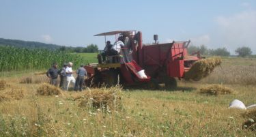 Жетвата на пченицата започна: По која цена се откупува