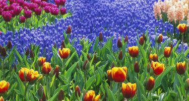 Заев: Струмица претендира да стане центар за одгледување на луксузно цвеќе