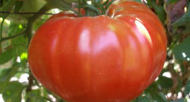 Јадеме „дрвени“ домати – Убави за око, невкусни за јадење!
