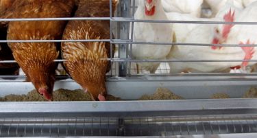 Во тетовски Требош од кокошкино ѓубриво ќе се произведува зелена енергија