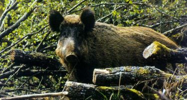 Владата ќе го развива ловниот туризам – ќе даде под концесија 32 ловишта