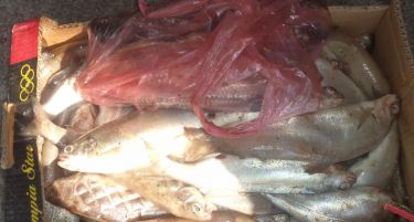 Министерството за земјоделство ќе ја брани пастрмката