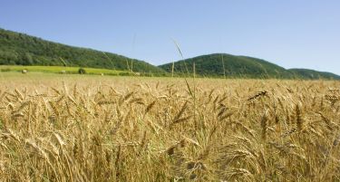 По 15 август Србија ќе воведе контрамерки кон Македонија поради пченицата