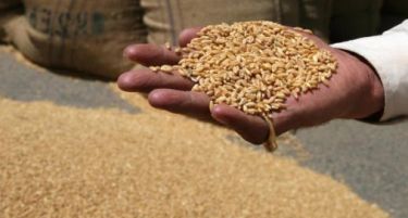 Забраната за увоз на пченица се укинува утре