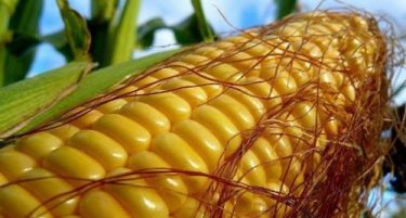 Генетски модифицираната пченка „Смартстакс” на европскиот пазар до крајот на годинава
