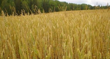 Земјоделците се надеваат на помош од Владата за откуп на пченицата