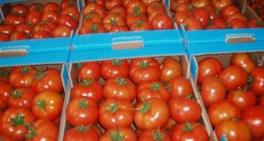 Започна бербата и откупот на доматите од битолскиот дел на Пелагонија