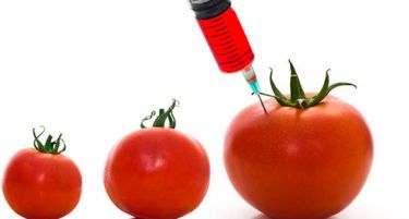 Нема ГМО храна во Македонија?