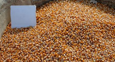 Предизвик за Србија: Како да се убедат странците дека новата пченка нема афлатоксин?!