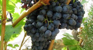 Оваа година ќе се преработат 183 милиони килограми грозје